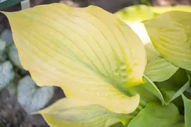 Hosta (Hartlelie) - afbeelding 4