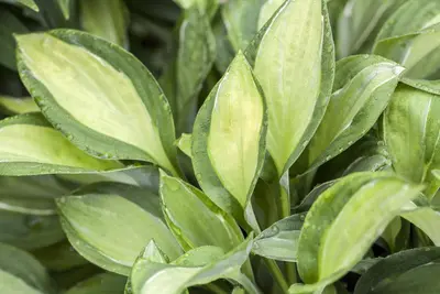 Hosta (Hartlelie) - afbeelding 15