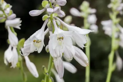 Hosta (Hartlelie) - afbeelding 17