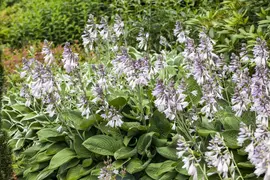 Hosta (Hartlelie) - afbeelding 27