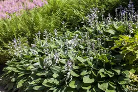 Hosta (Hartlelie) - afbeelding 30