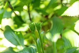Hosta (Hartlelie) - afbeelding 51