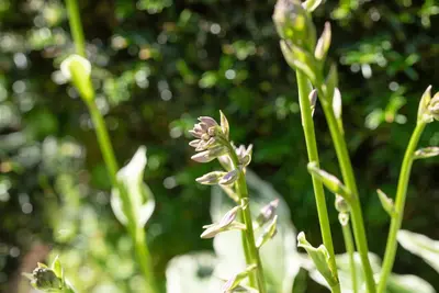 Hosta (Hartlelie) - afbeelding 52