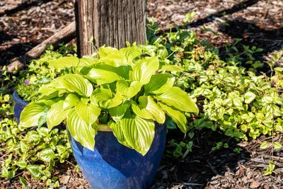 Hosta (Hartlelie) - afbeelding 54