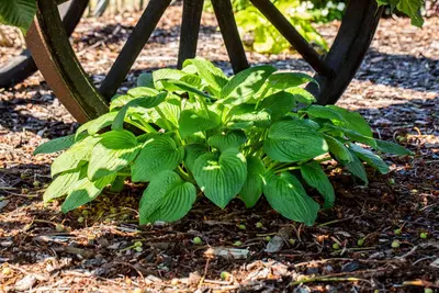 Hosta (Hartlelie) - afbeelding 55