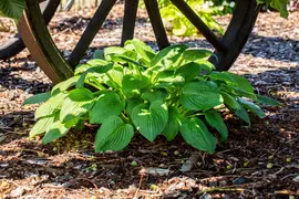 Hosta (Hartlelie) - afbeelding 55