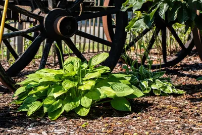 Hosta (Hartlelie) - afbeelding 56