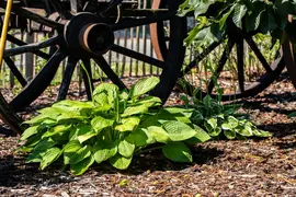 Hosta (Hartlelie) - afbeelding 56