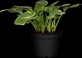 Hosta (Hartlelie) - afbeelding 23