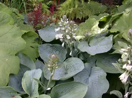 Hosta (Hartlelie) - afbeelding 40