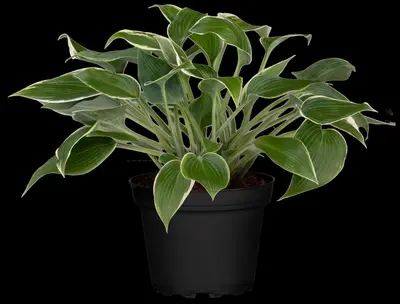 Hosta (Hartlelie) - afbeelding 47