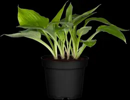 Hosta (Hartlelie) - afbeelding 21