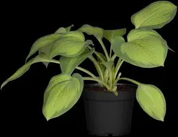 Hosta (Hartlelie) - afbeelding 39