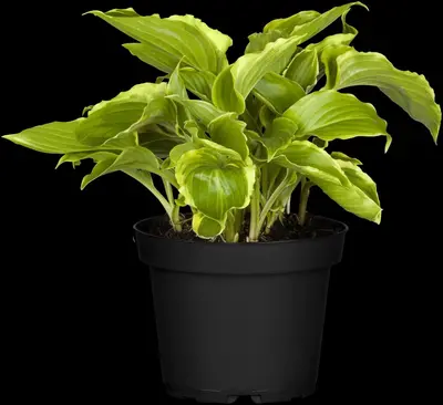 Hosta (Hartlelie) - afbeelding 38