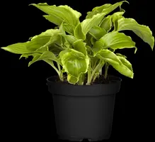 Hosta (Hartlelie) - afbeelding 38