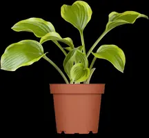 Hosta (Hartlelie) - afbeelding 5