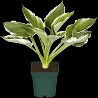 Hosta (Hartlelie) - afbeelding 35