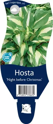 Hosta 'Night before Christmas' (Hartlelie) - afbeelding 1