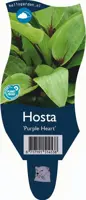 Hosta 'Purple Heart' (Hartlelie) - afbeelding 1