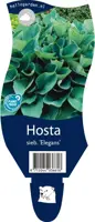 Hosta sieboldiana 'Elegans' (Hartlelie) - afbeelding 1