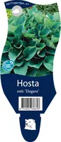 Hosta sieboldiana 'Elegans' (Hartlelie) - afbeelding 1