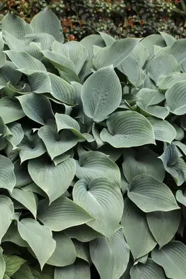 Hosta sieboldiana 'Elegans' (Hartlelie) - afbeelding 2