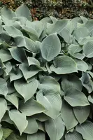 Hosta sieboldiana 'Elegans' (Hartlelie) - afbeelding 2