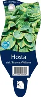 Hosta sieboldiana 'Frances Williams' (Hartlelie) - afbeelding 1