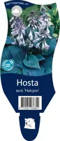 Hosta tardiana 'Halcyon' (Hartlelie) - afbeelding 1