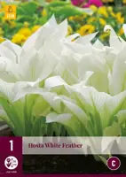 Hosta white feather 1 stuks kopen?