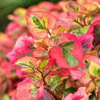 Houttuynia cordata 'Chameleon'  (Bonte houttuynia) - afbeelding 3