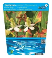 Houttuynia cordata 'Chameleon'  (Bonte houttuynia) - afbeelding 2