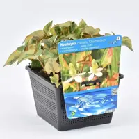 Houttuynia cordata 'Chameleon'  (Bonte houttuynia) - afbeelding 1
