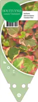Houttuynia Cordata Chameleon (Moerasanemoon) - afbeelding 1