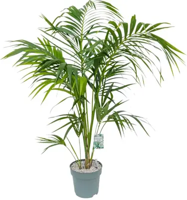 Howea forsteriana (Kentiapalm) 160cm	 - afbeelding 1