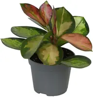 Hoya australis 'Tricolor' (Wasbloem) 10cm - afbeelding 1
