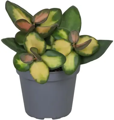 Hoya Burtoniae Variegata (Wasbloem) 15cm - afbeelding 1