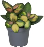 Hoya Burtoniae Variegata (Wasbloem) 15cm - afbeelding 1