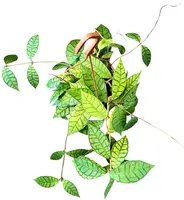 Hoya Callistophylla (Wasbloem) 30cm - afbeelding 2