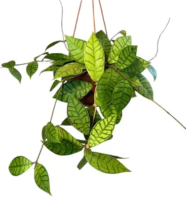 Hoya Callistophylla (Wasbloem) 30cm - afbeelding 1