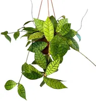 Hoya Callistophylla (Wasbloem) 30cm - afbeelding 1