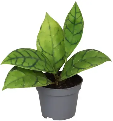 Hoya Callistophylla (Waskaarsbloem) 12cm - afbeelding 1
