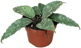 Hoya caudata (Wasbloem) 5cm - afbeelding 1