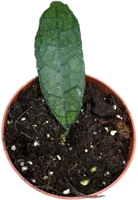 Hoya clemensiorum 'Dark leaf' (Wasbloem) 15cm - afbeelding 1