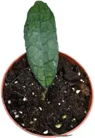 Hoya clemensiorum 'Dark leaf' (Wasbloem) 15cm - afbeelding 1