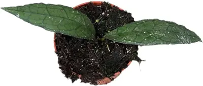 Hoya 'Clemensiorum Sumatra' (Wasbloem) 15cm - afbeelding 2