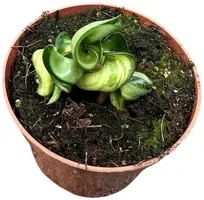 Hoya 'Compacta Mauna loa' (Wasbloem) 40cm - afbeelding 2