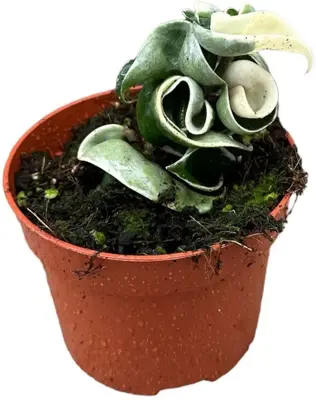 Hoya Compacta Variegata (Wasbloem) 15cm - afbeelding 1