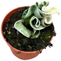 Hoya Compacta Variegata (Wasbloem) 15cm - afbeelding 2