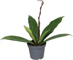 Hoya Crassipetiolata (Wasbloem) 20cm - afbeelding 1
